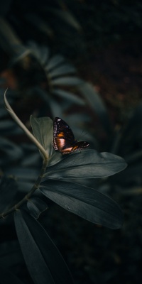 پروانه-حشره-حشرات