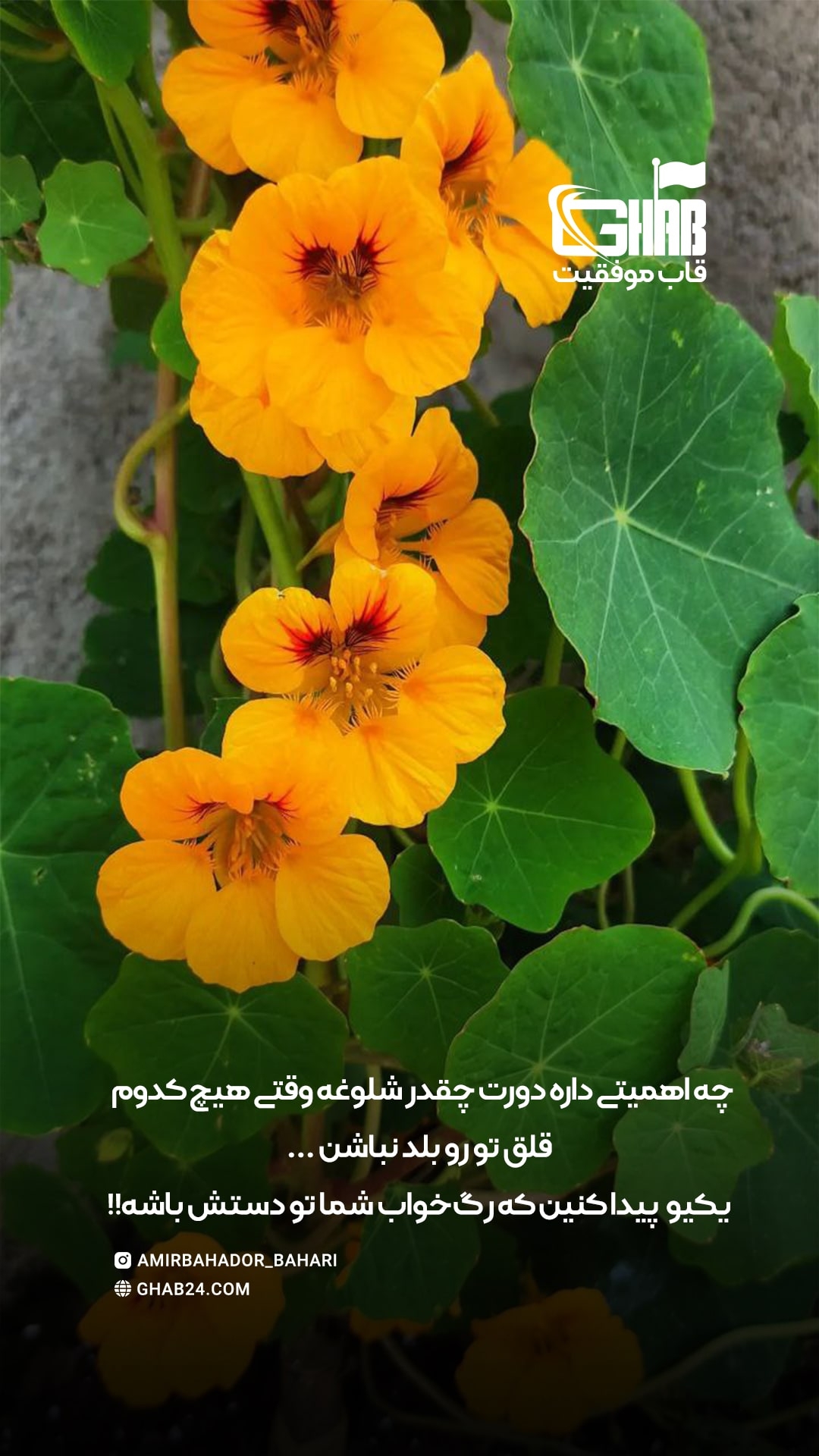 رگ خواب