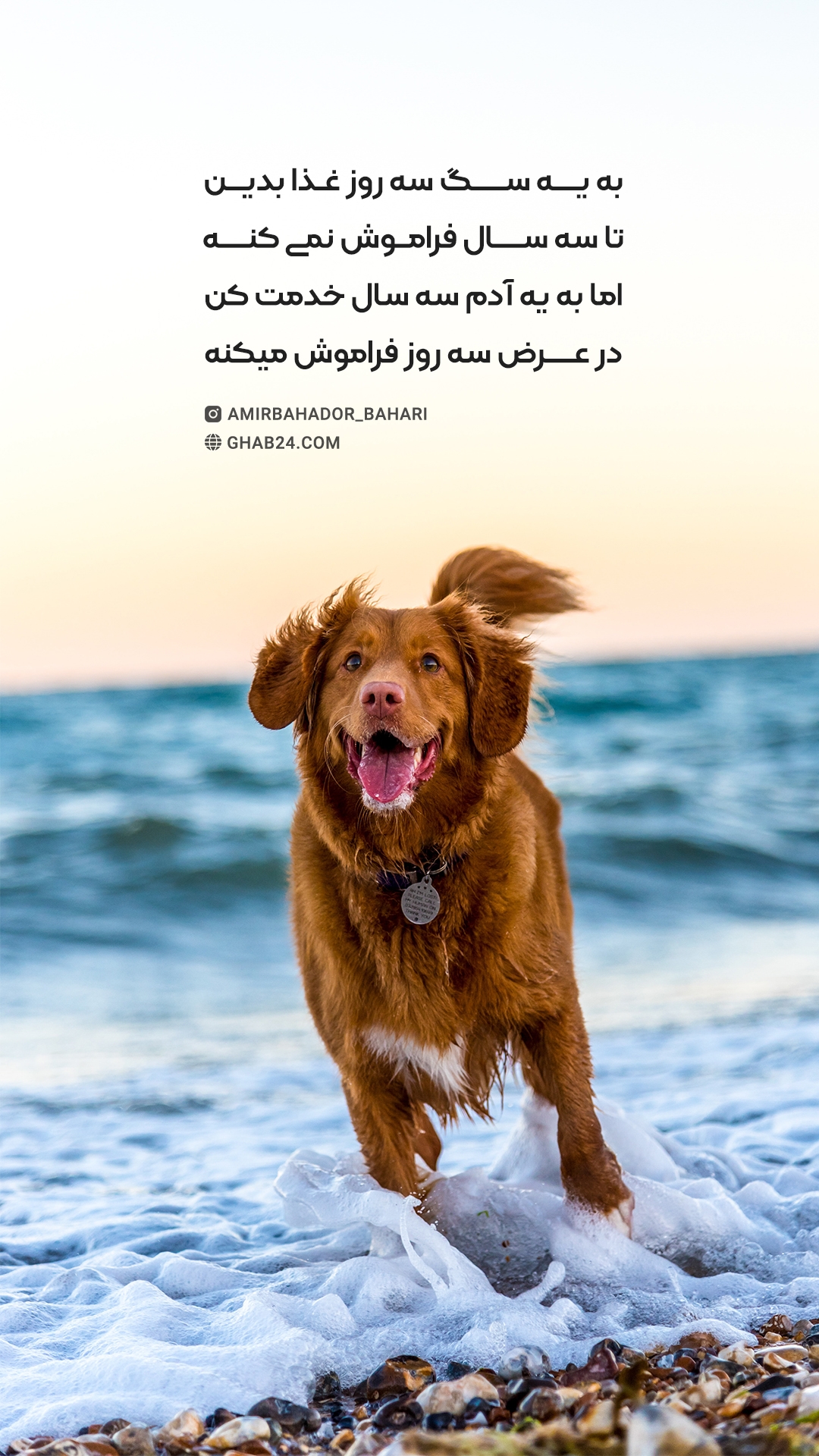 وفای سگ ها متن وفای سگ