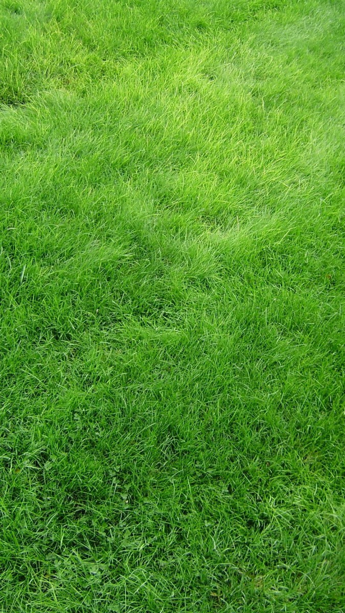 چمن-سبزه-سبز