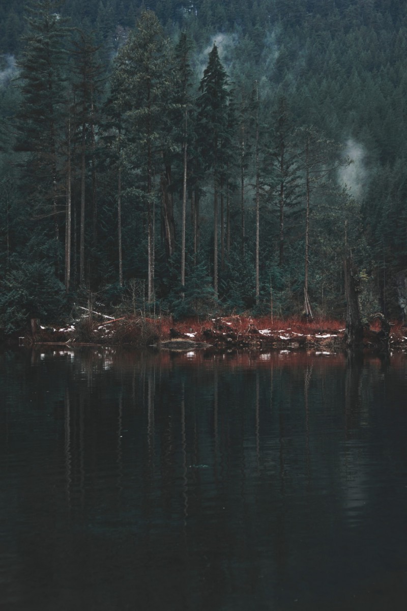 جنگل-دریاچه