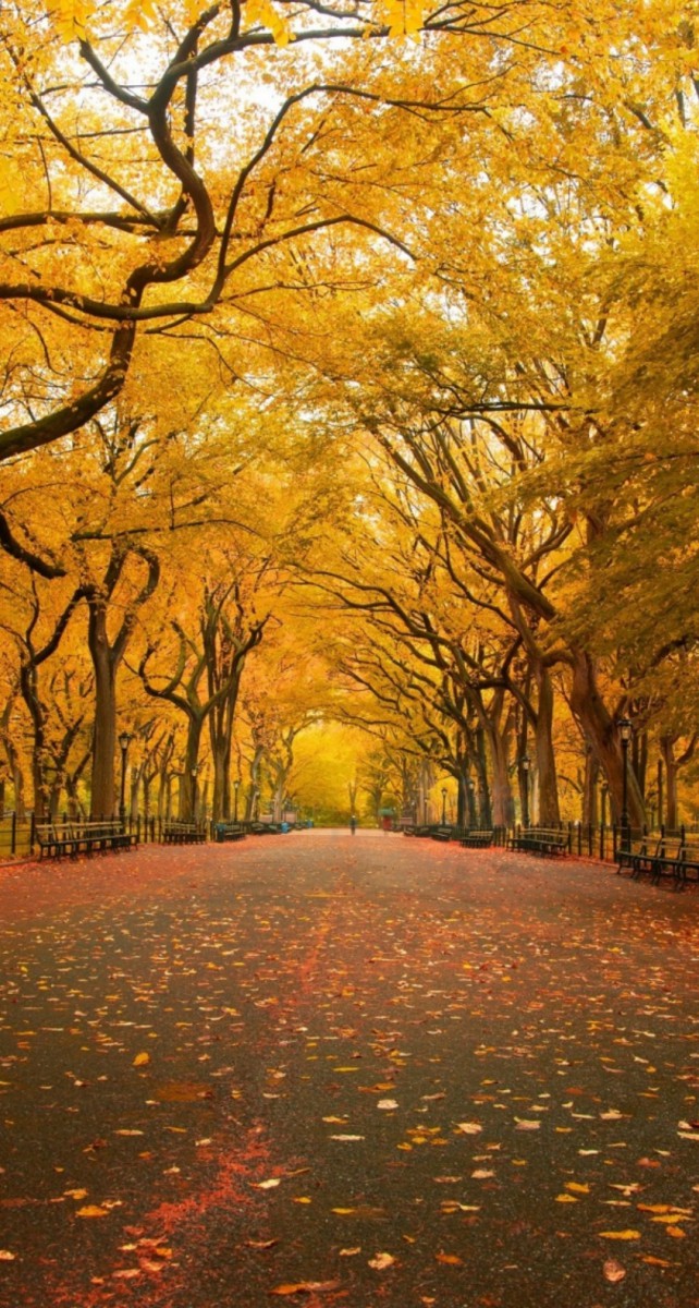 پاییز-جنگل-زرد