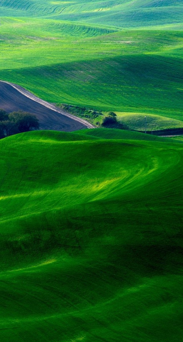 دشت-سبز-منظره