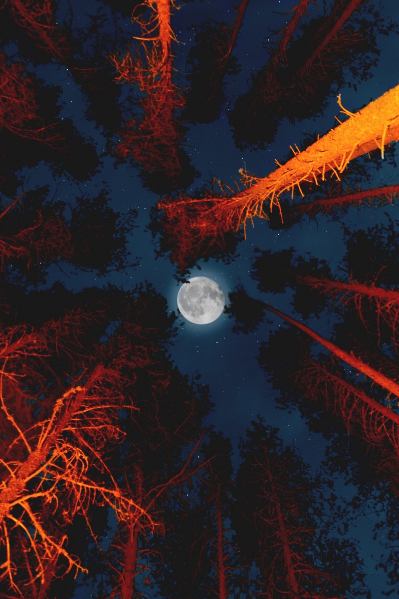 ماه-جنگل-شب