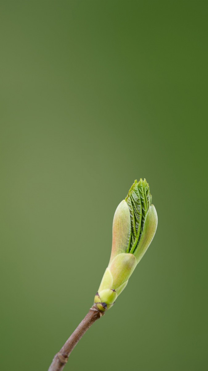 سبز-غنچه