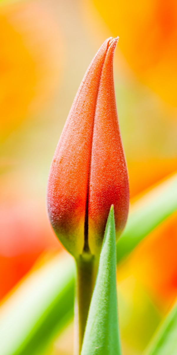 نارنجی