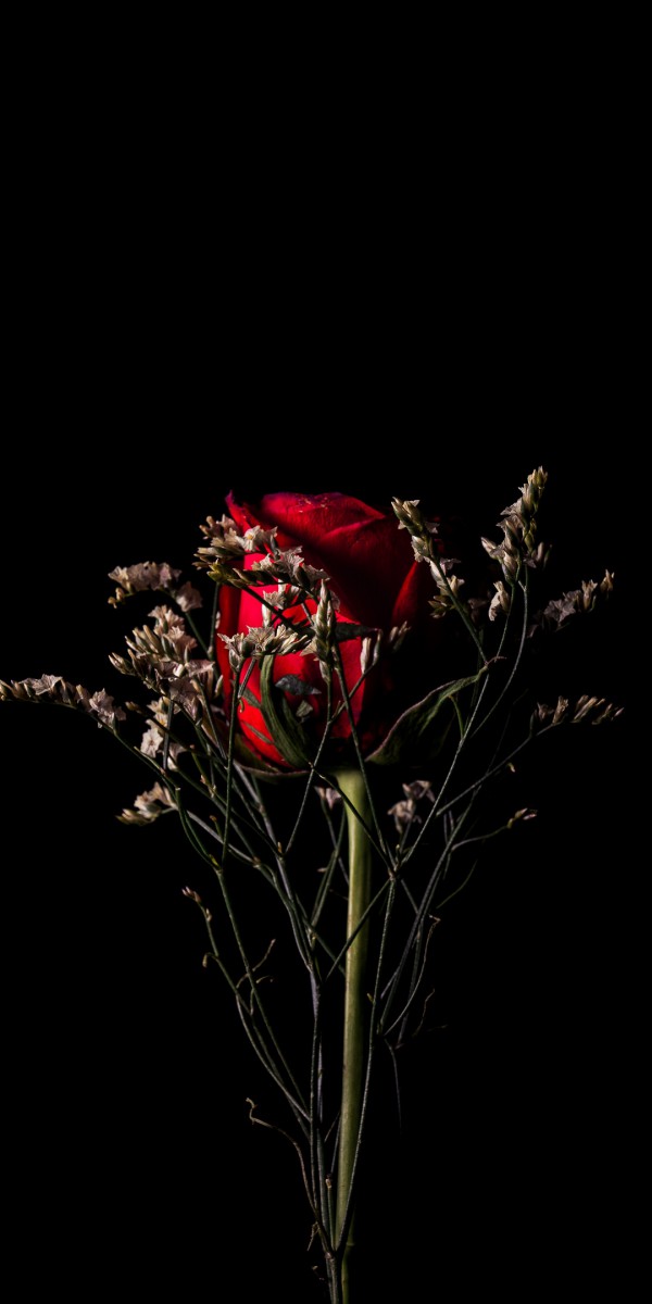 رز-مشکی-قرمز