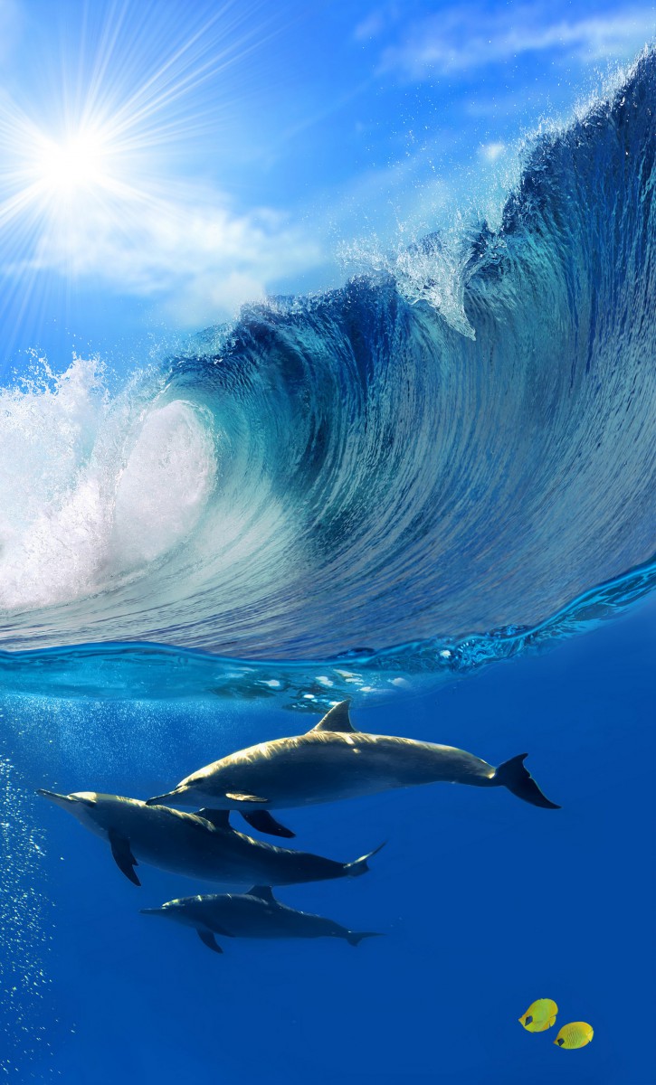 دلفین-آسمان-آبی-موج