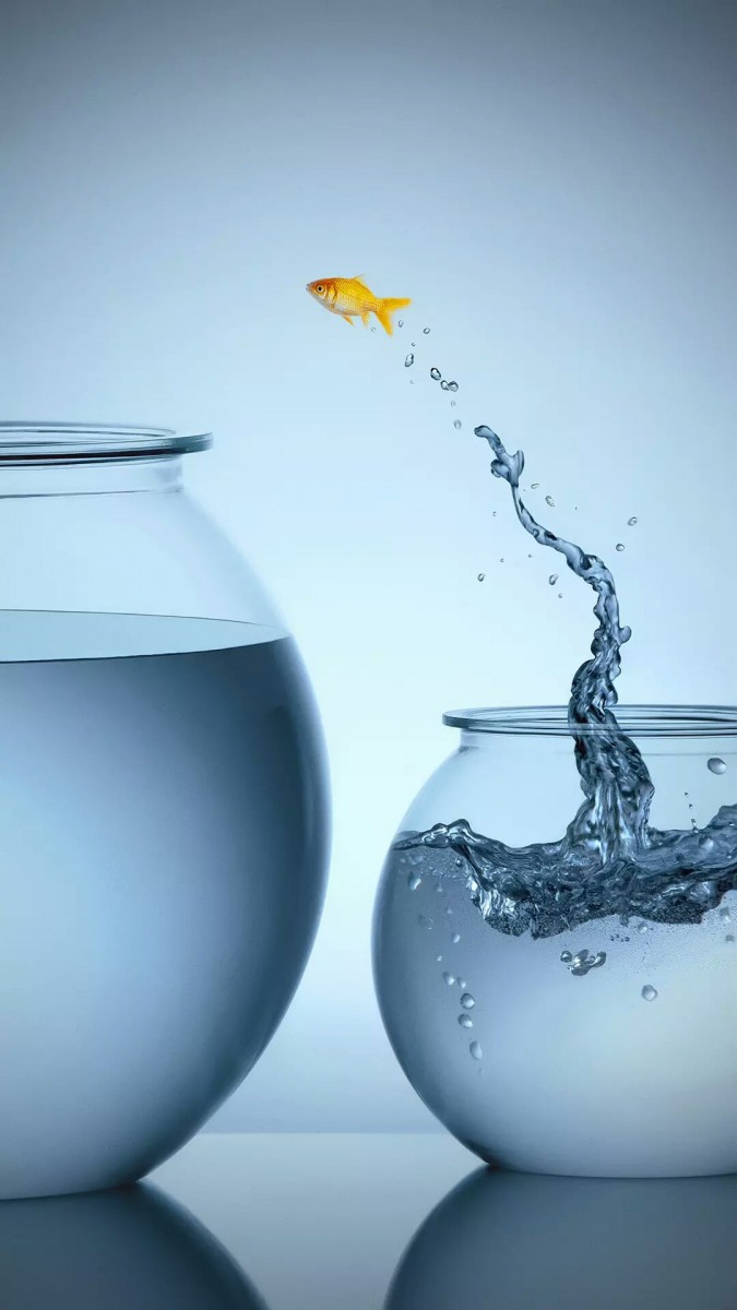 ماهی-تنگ ماهی-ماهی قرمز