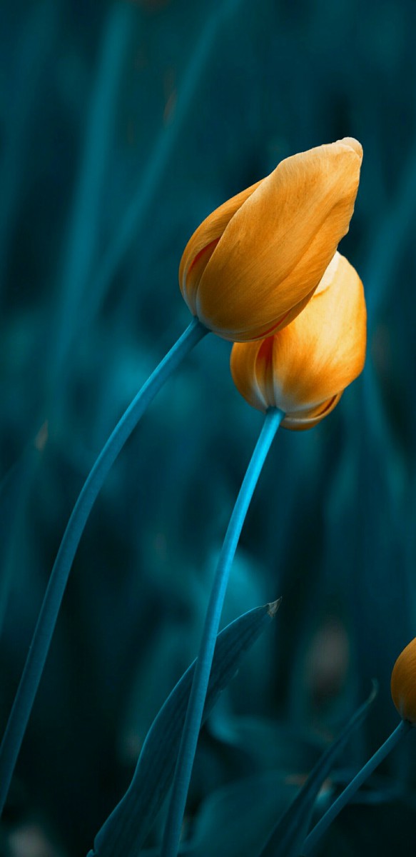 زرد-غنچه