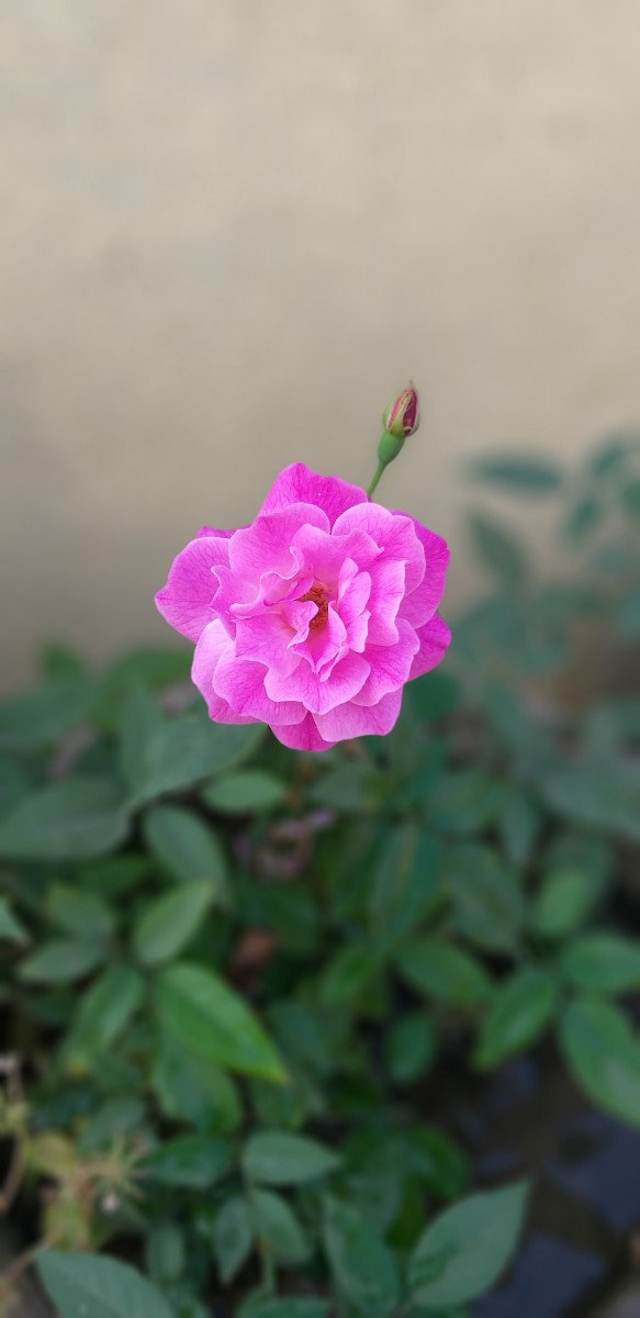 بنفش