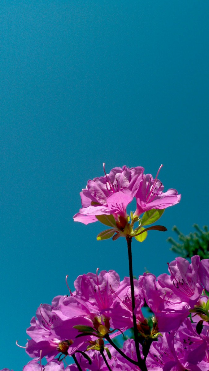 بنفش-فیروزه ای-آبی