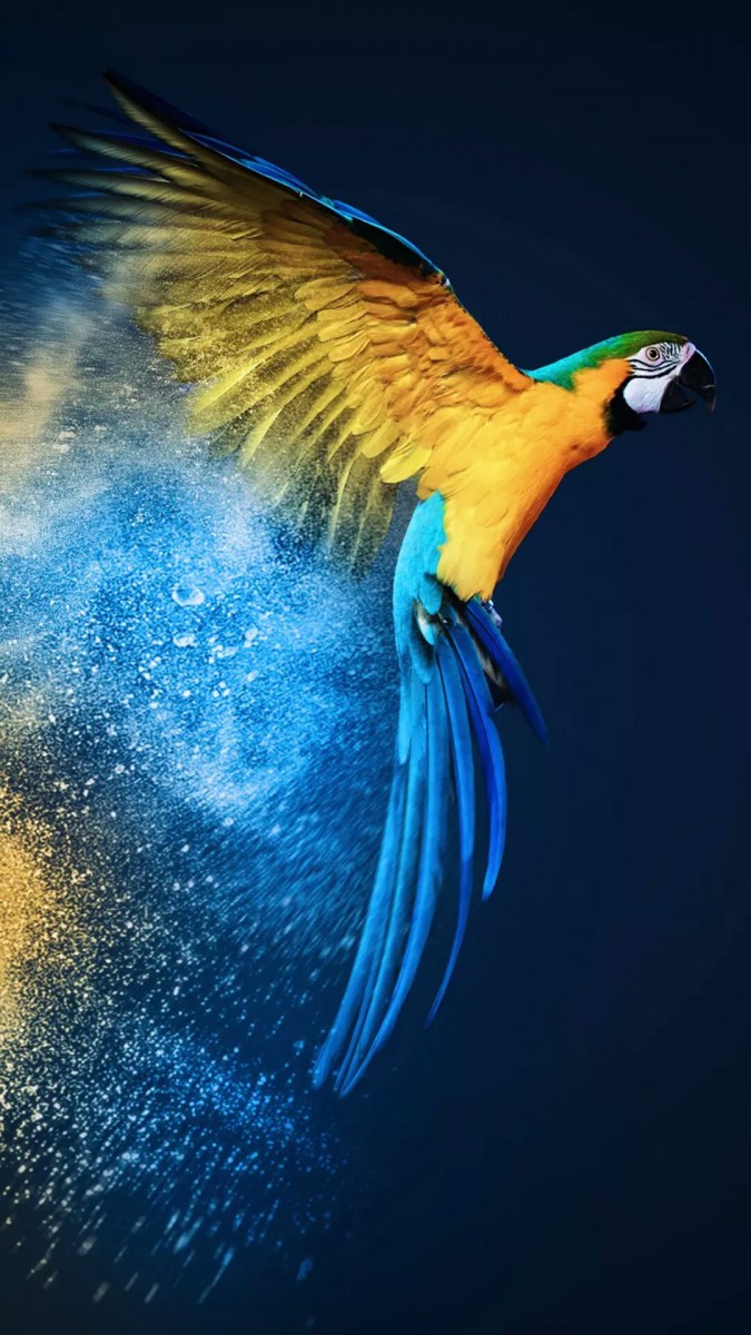 طوطی-آبی