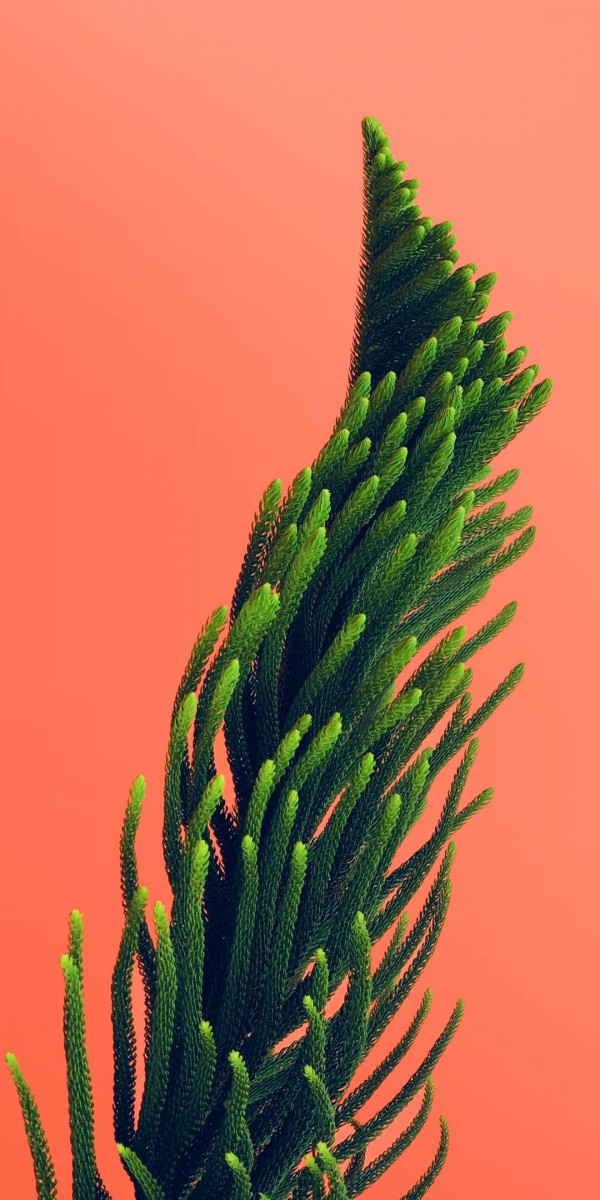 سبز-صورتی-جلبک
