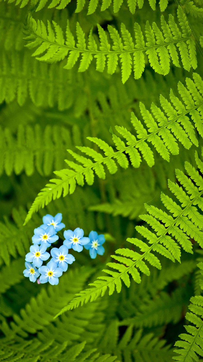 برگ-سبز-گل