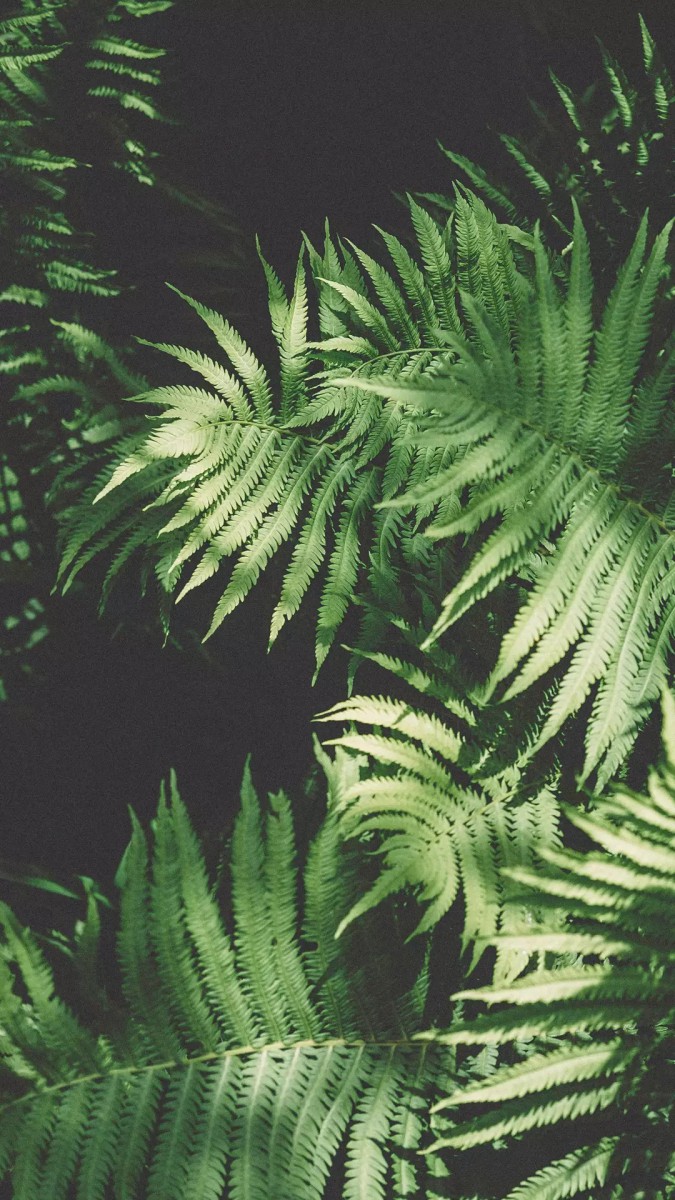 گیاه-سبز-سبزه-گل