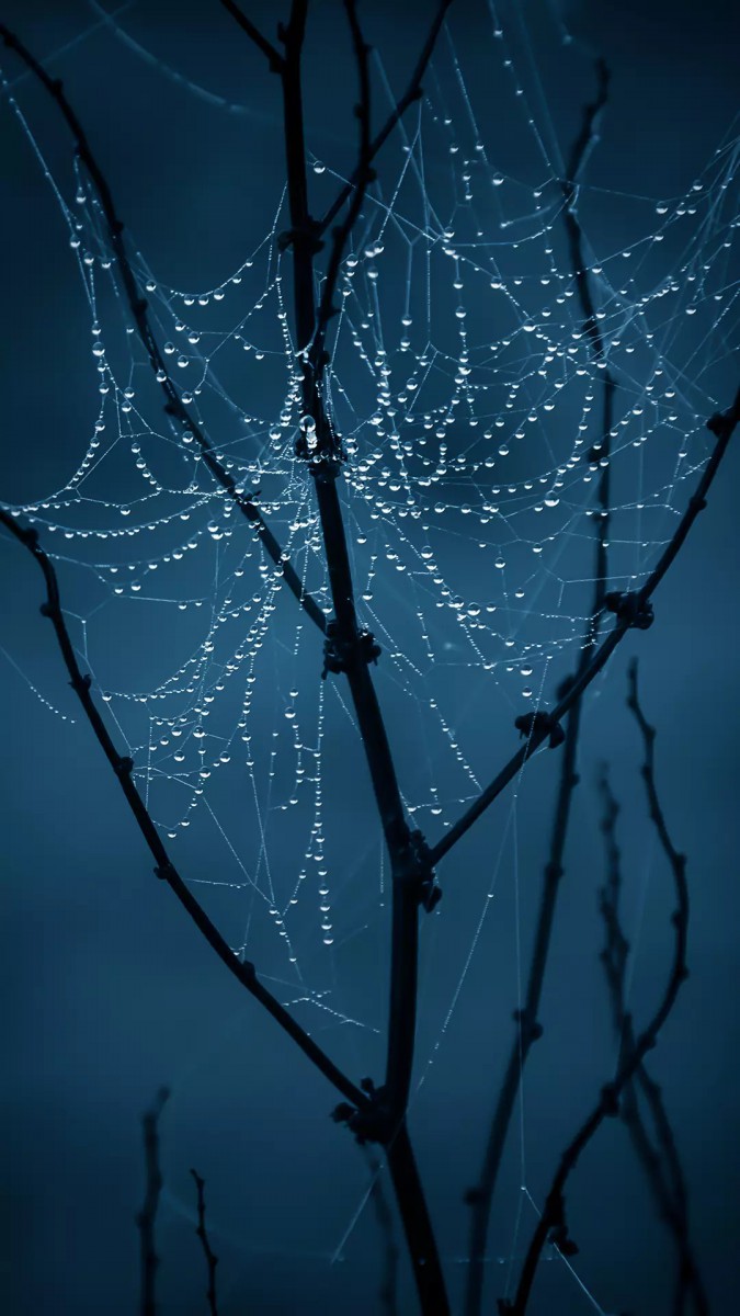 درخت-تار عنکبوت