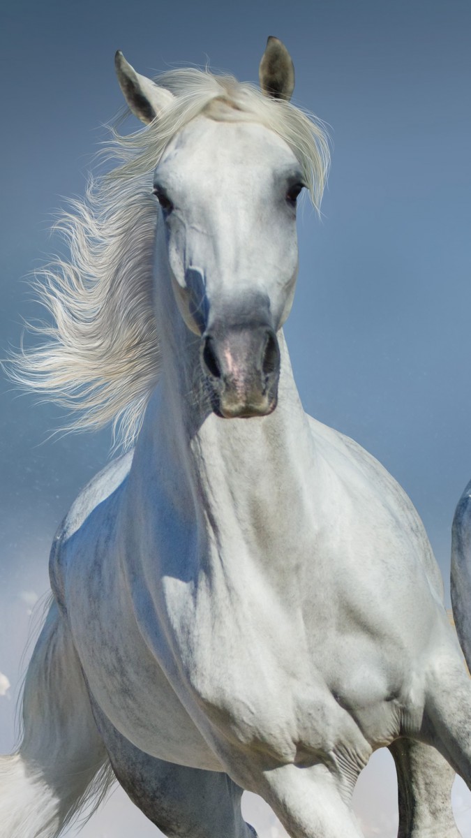 اسب-اسب سفید-سفید
