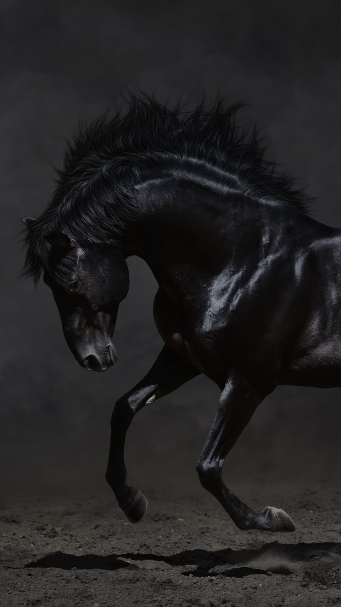 اسب-اسب مشکی-سیاه-مشکی
