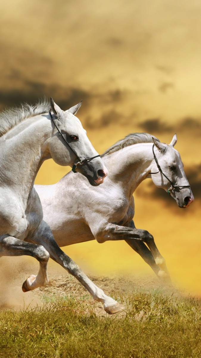 اسب-اسب سفید-اسب دوانی