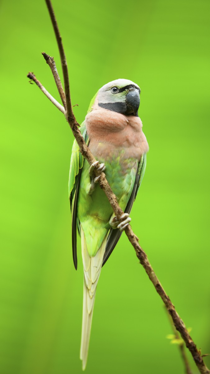 سبز-پرنده-طوطی