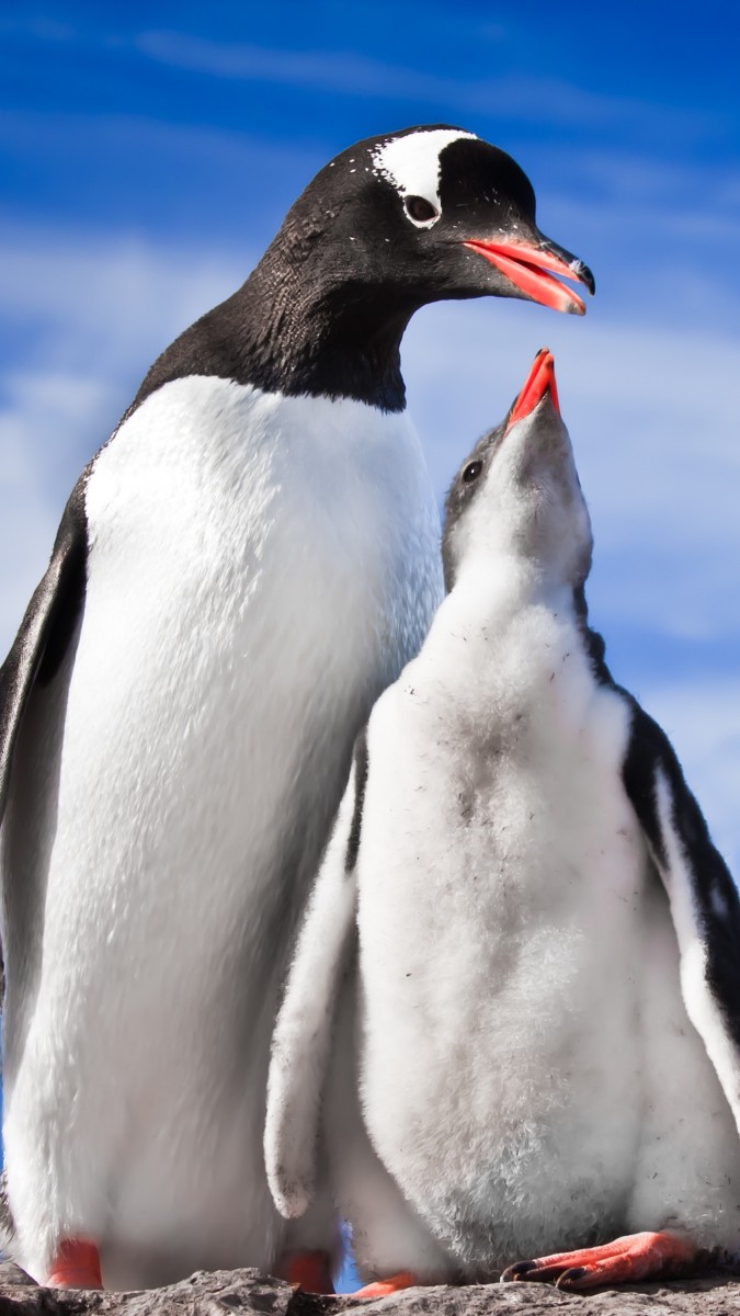 پنگوئن-عاشقانه
