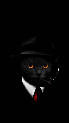 گربه-سیاه-مشکی