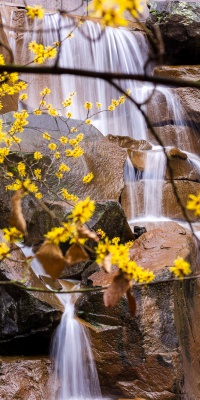 آبشار-شاخه-شکوفه