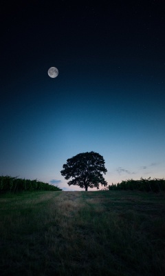درخت-شب-ماه