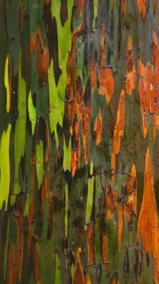 سبز