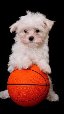 سگ-سگ پاکوتاه-توپ-توپ بسکتبال-بسکتبال