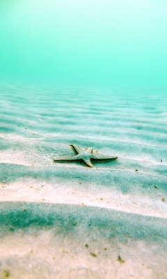 ستاره دریایی-فیروزه ای