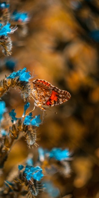 پروانه-حشرات-حشره