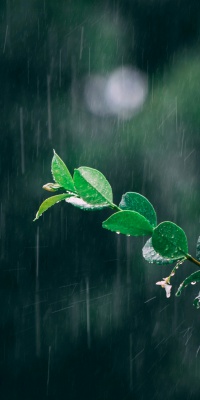 سبز-باران-برگ