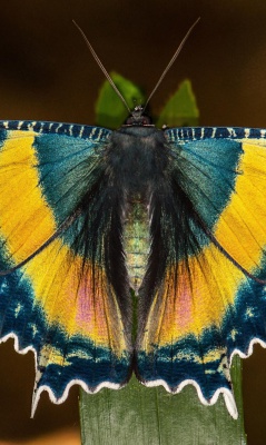 پروانه-حشره-حشرات-آبی-زرد