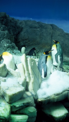 پنگوئن-قطب شمال-قطب جنوب