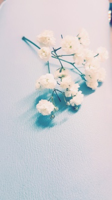 سفید