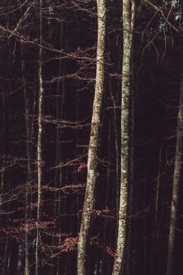 جنگل-درخت