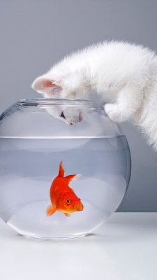 گربه-سفید-ماهی-ماهی قرمز