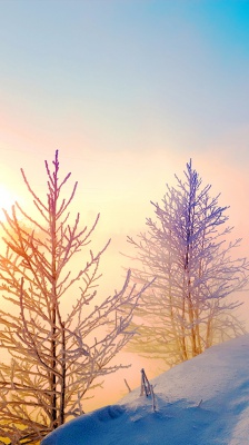 زمستان-برف-برفی-درخت