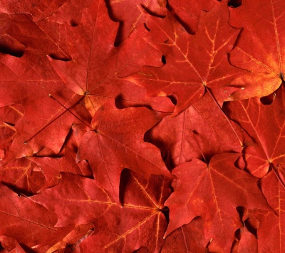 برگ-پاییز-قرمز