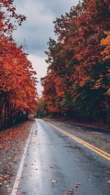 جاده-جنگل-پاییز