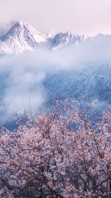 شکوفه-کوه