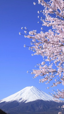 شکوفه-کوه-برف-برفی