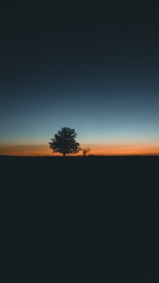 درخت-شب