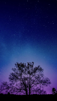 درخت-شب-ستارگان