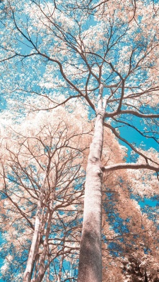درخت-جنگل-منظره