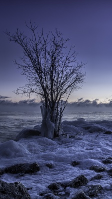 درخت-زمستان-برف-برفی