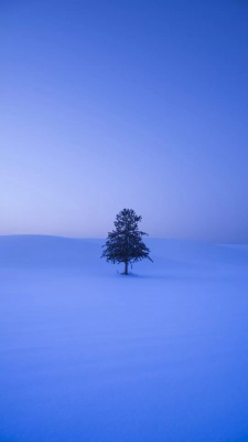 درخت-زمستان-برف-برفی-بنفش