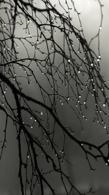 سیاه و سفید-شاخه-باران-شبنم